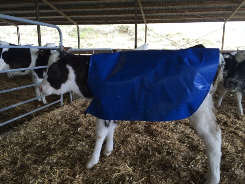 Calf Covers - Image 9