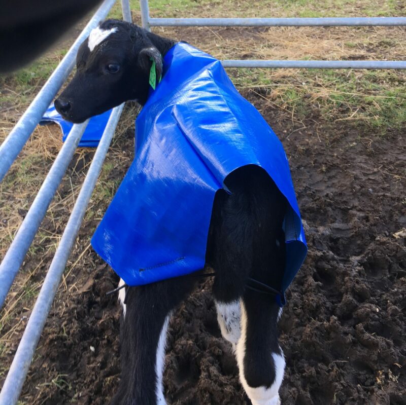 Calf Covers - Image 10