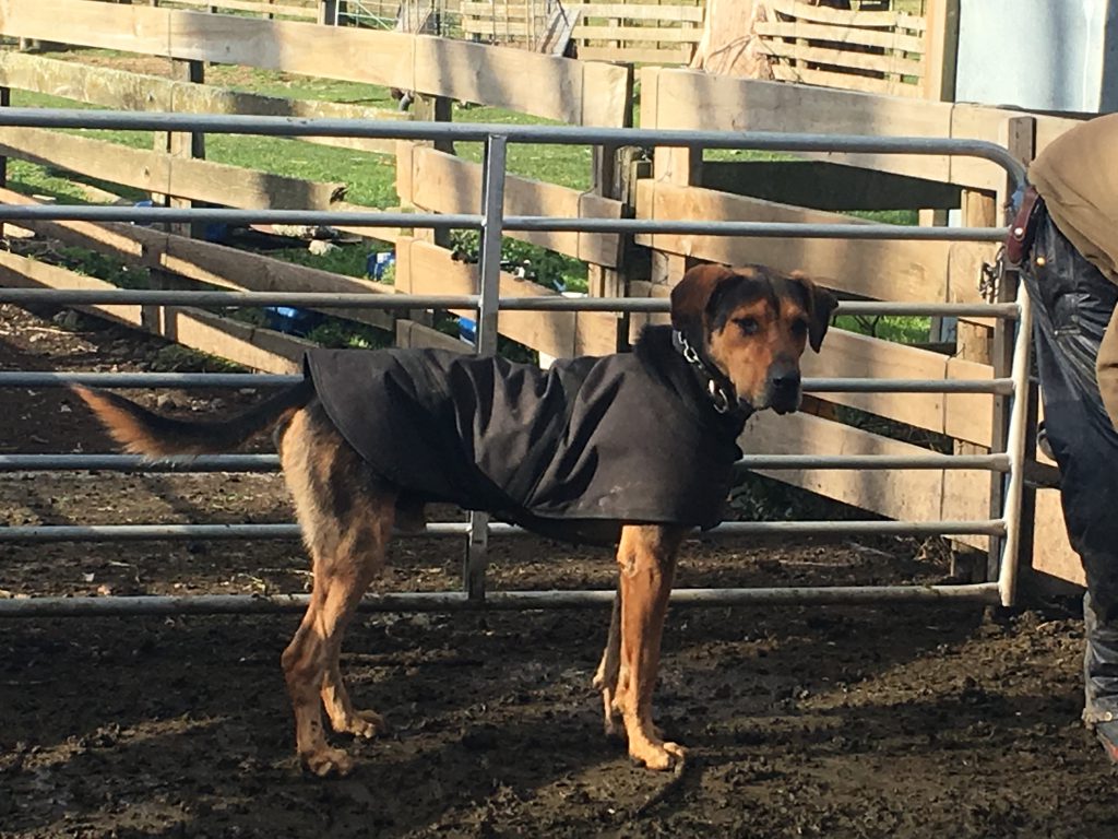 Custom Made Waterproof Dog Jackets NZ Made