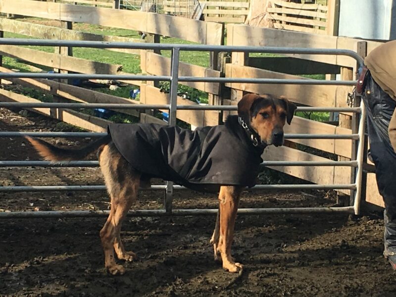 Custom Made Waterproof Dog Jackets - Image 13
