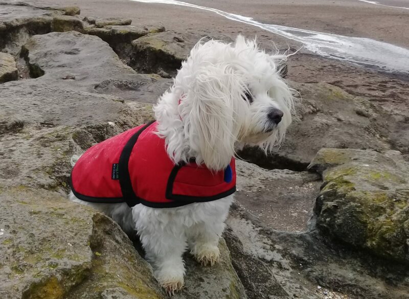 Dog Rain Jackets - Image 7
