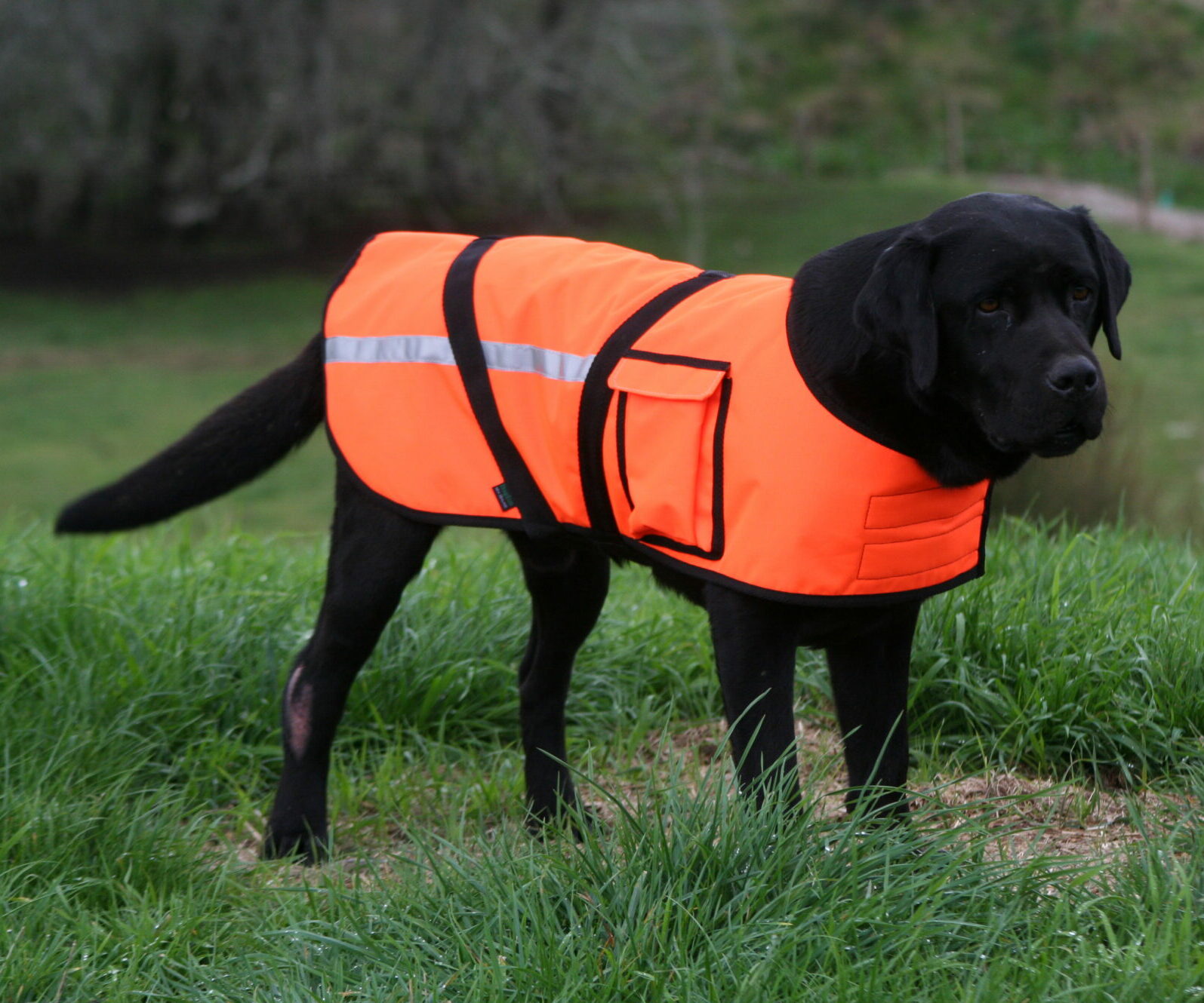 custom made dog jackets