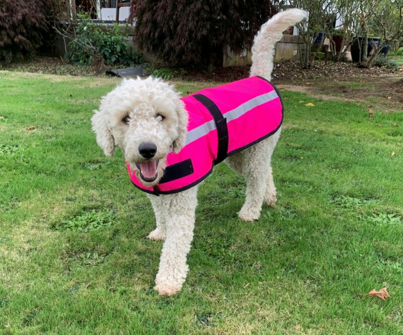 High Vis Dog Jacket