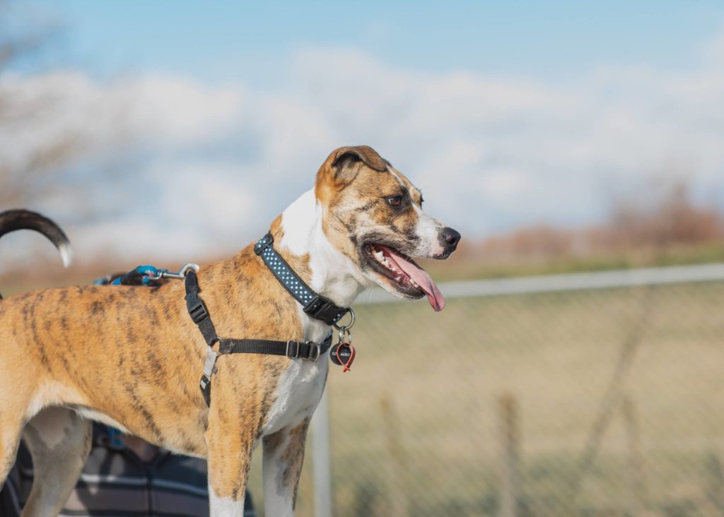 Made in New Zealand Adjustable Designer Dog Collars