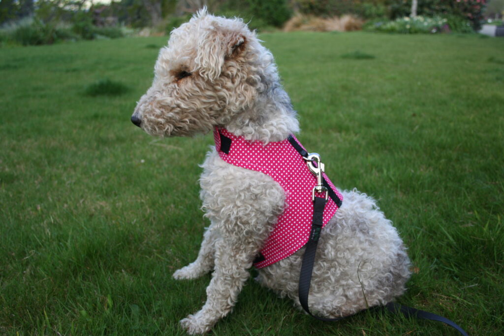 Designer Dog and Pet Harness - BagEm