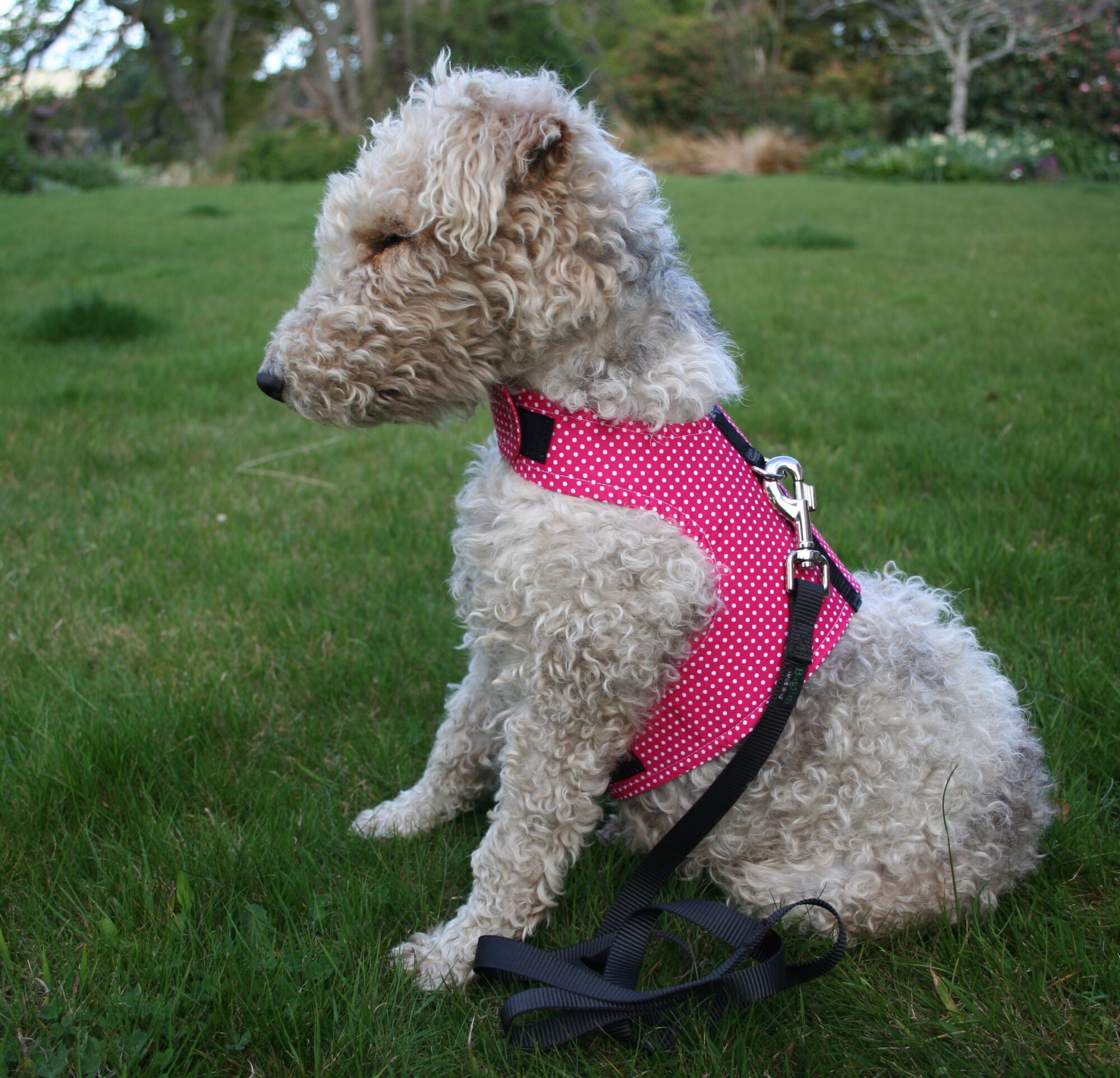 Designer Dog Vest Safety Harness BagEm