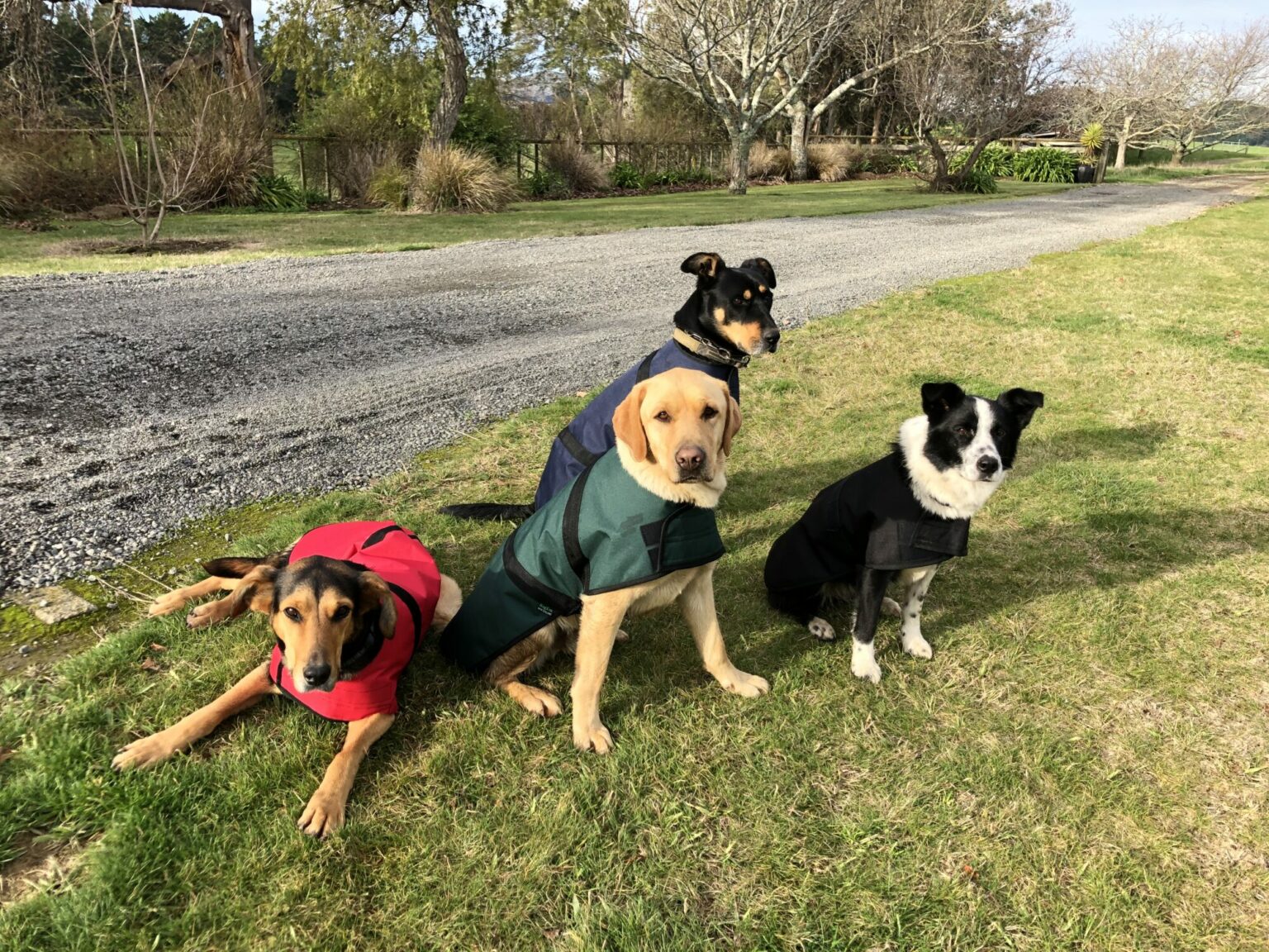 Custom Made Waterproof Dog Jackets NZ Made