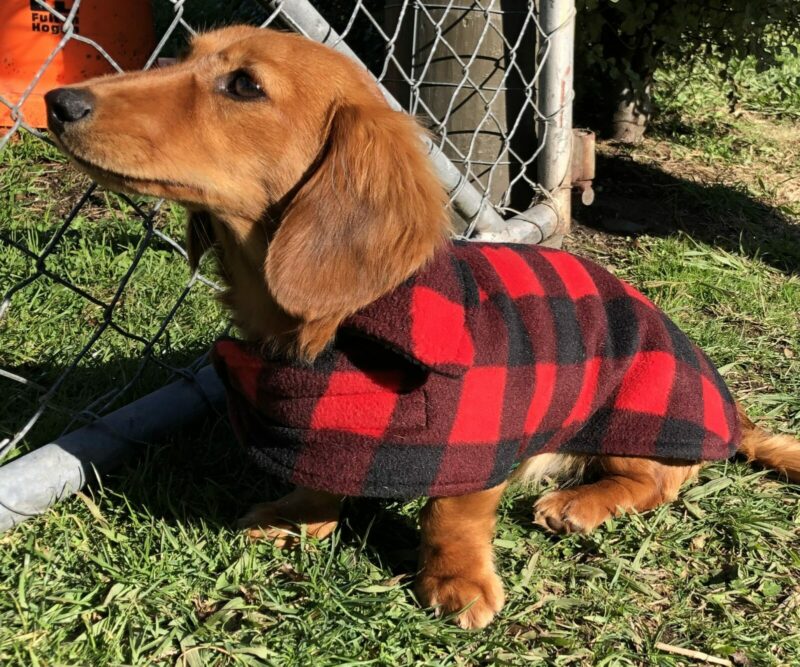 Dachshund Polar Fleece PJ's