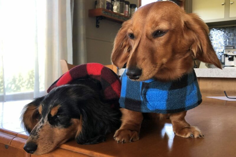 Dachshund Polar Fleece PJ's - Image 11