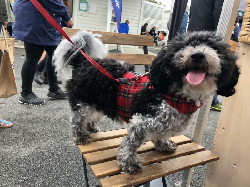 Designer Dog and Pet Harness - Image 18