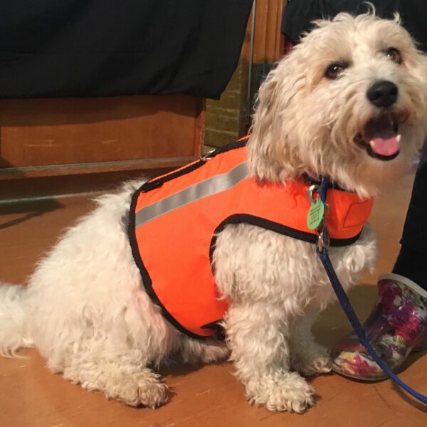 High Vis Safety Dog Harness