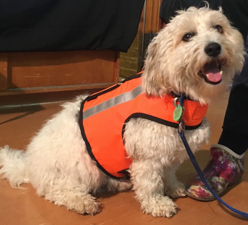 High Vis Safety Dog Harness - Image 9