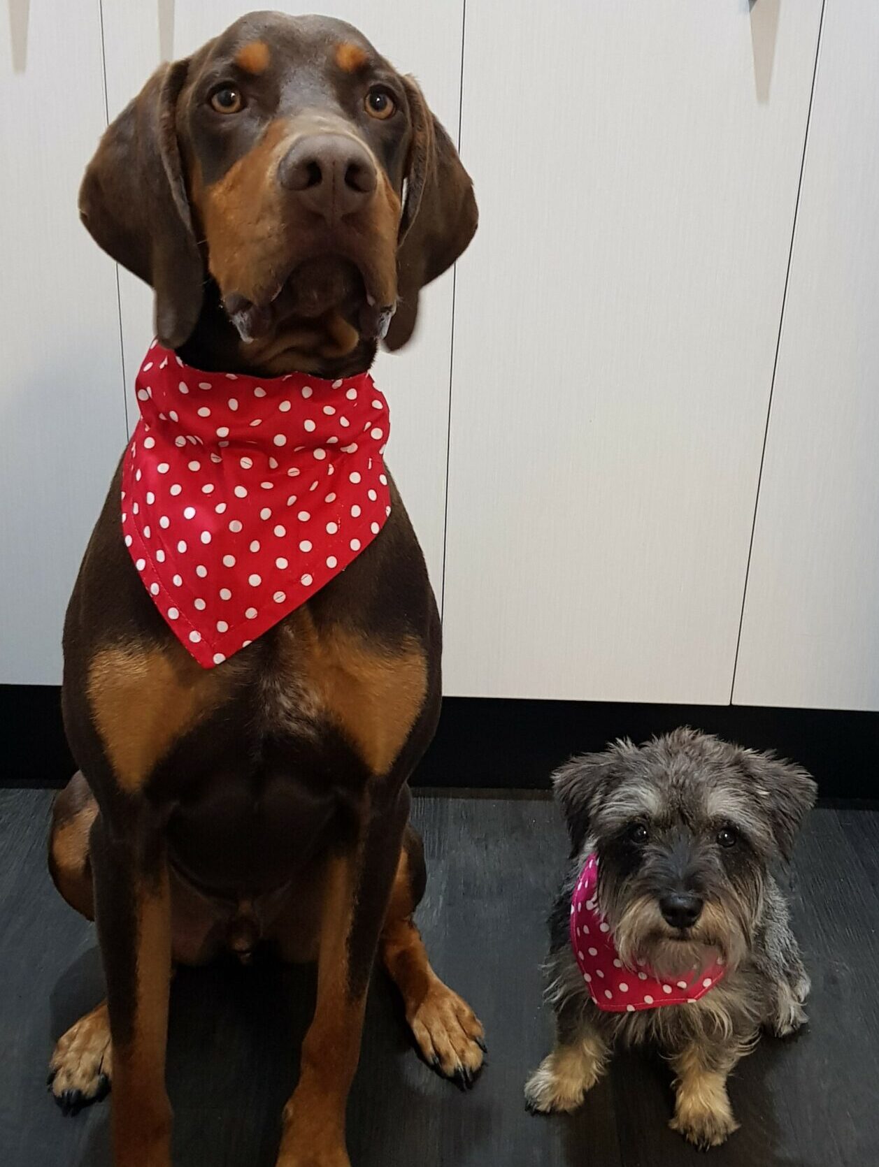 Reversible Pet Bandana - Image 36