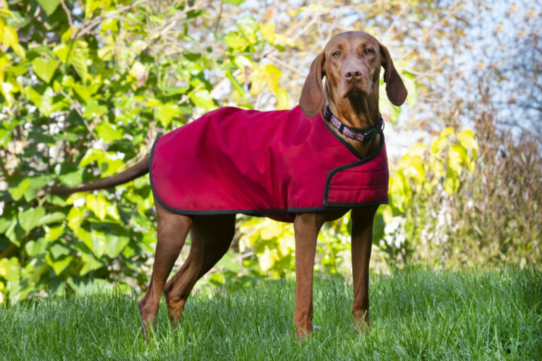 Custom Made Waterproof Dog Jackets NZ Made
