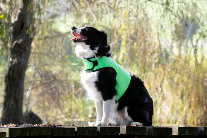 High Vis Safety Dog Harness - Image 12