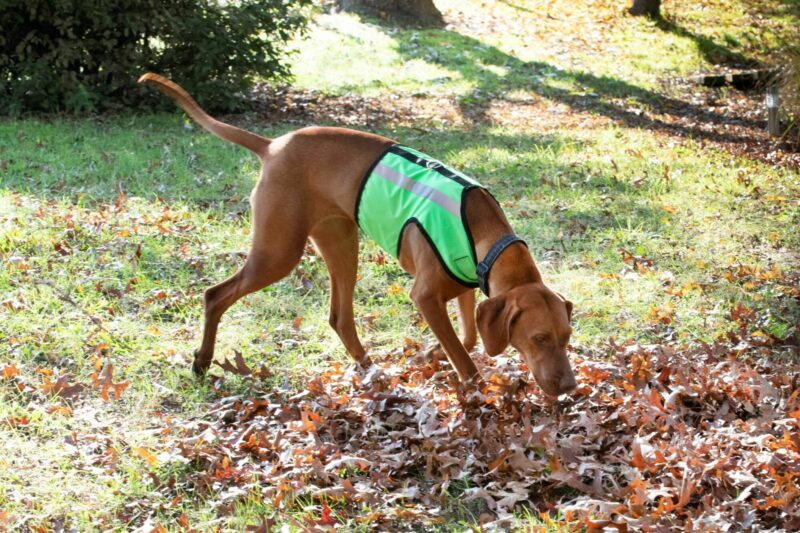 High Vis Safety Dog Harness - Image 13
