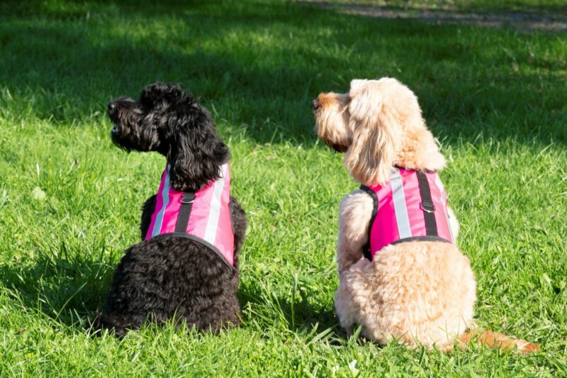 High Vis Safety Dog Harness - Image 10