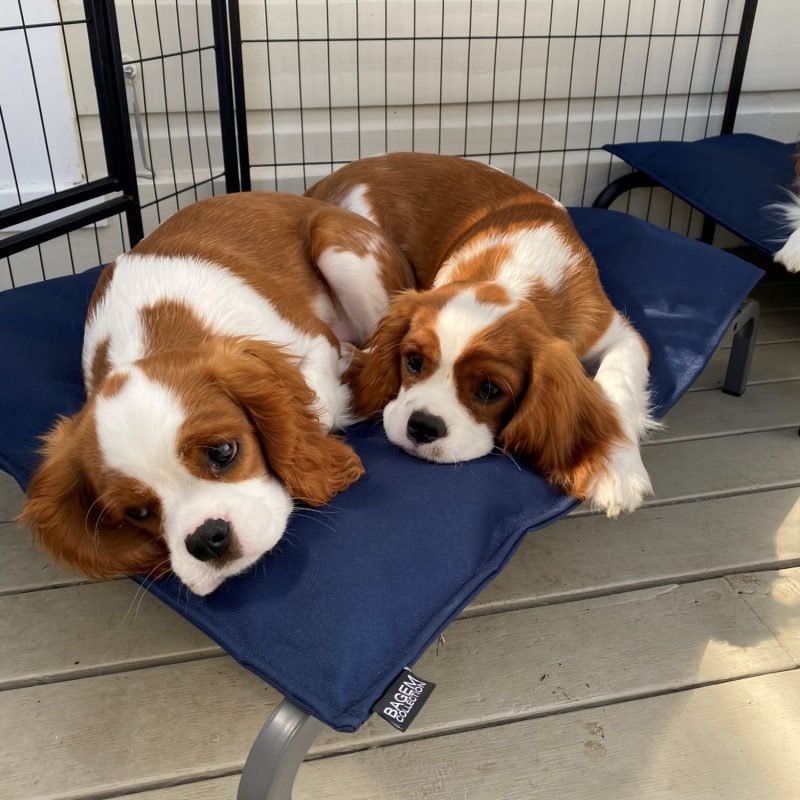 Tough Waterproof Dog Bed- Small