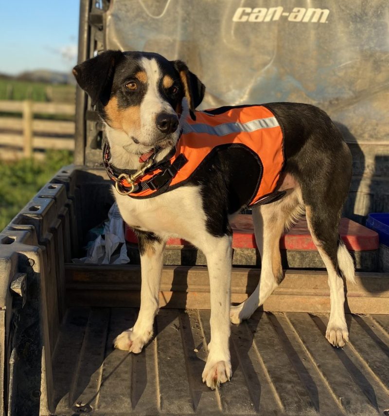 High Vis Safety Dog Harness