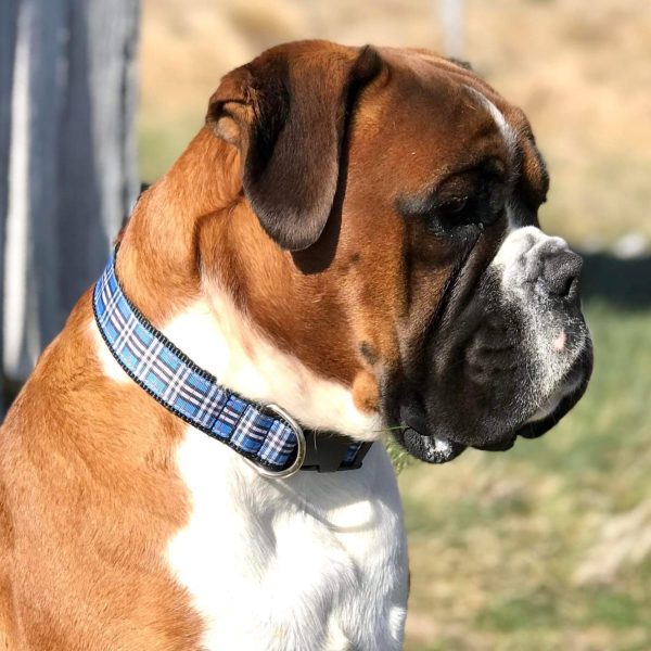 Designer Dog Collar XX-Large - 38mm