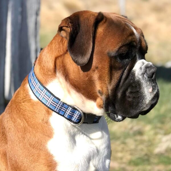 Designer Dog Collar XX-Large - 38mm