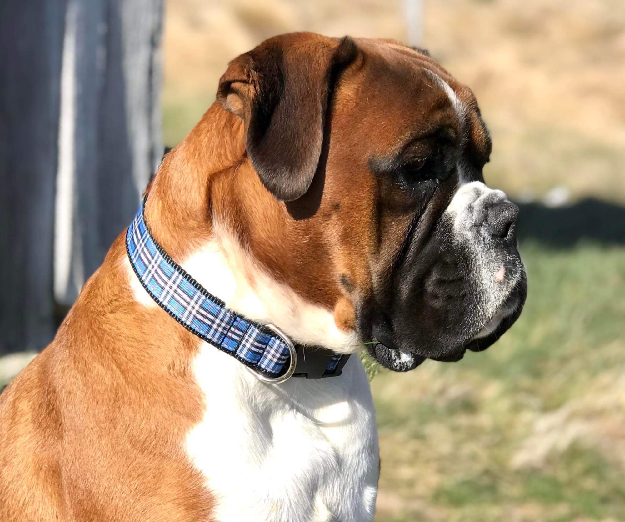 Designer Dog Collar XX-Large - 38mm