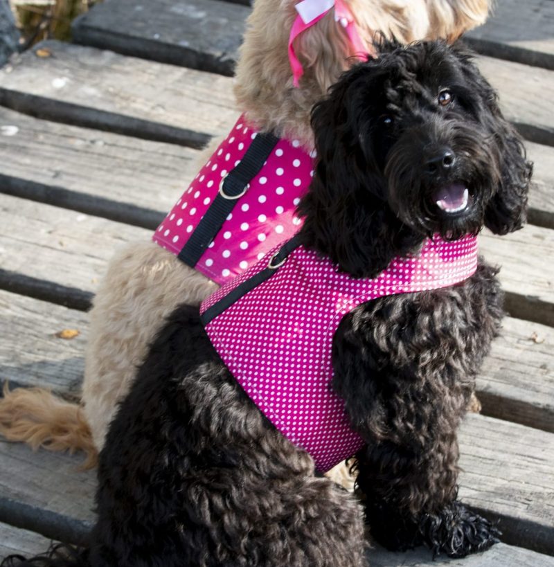 Designer Dog and Pet Harness