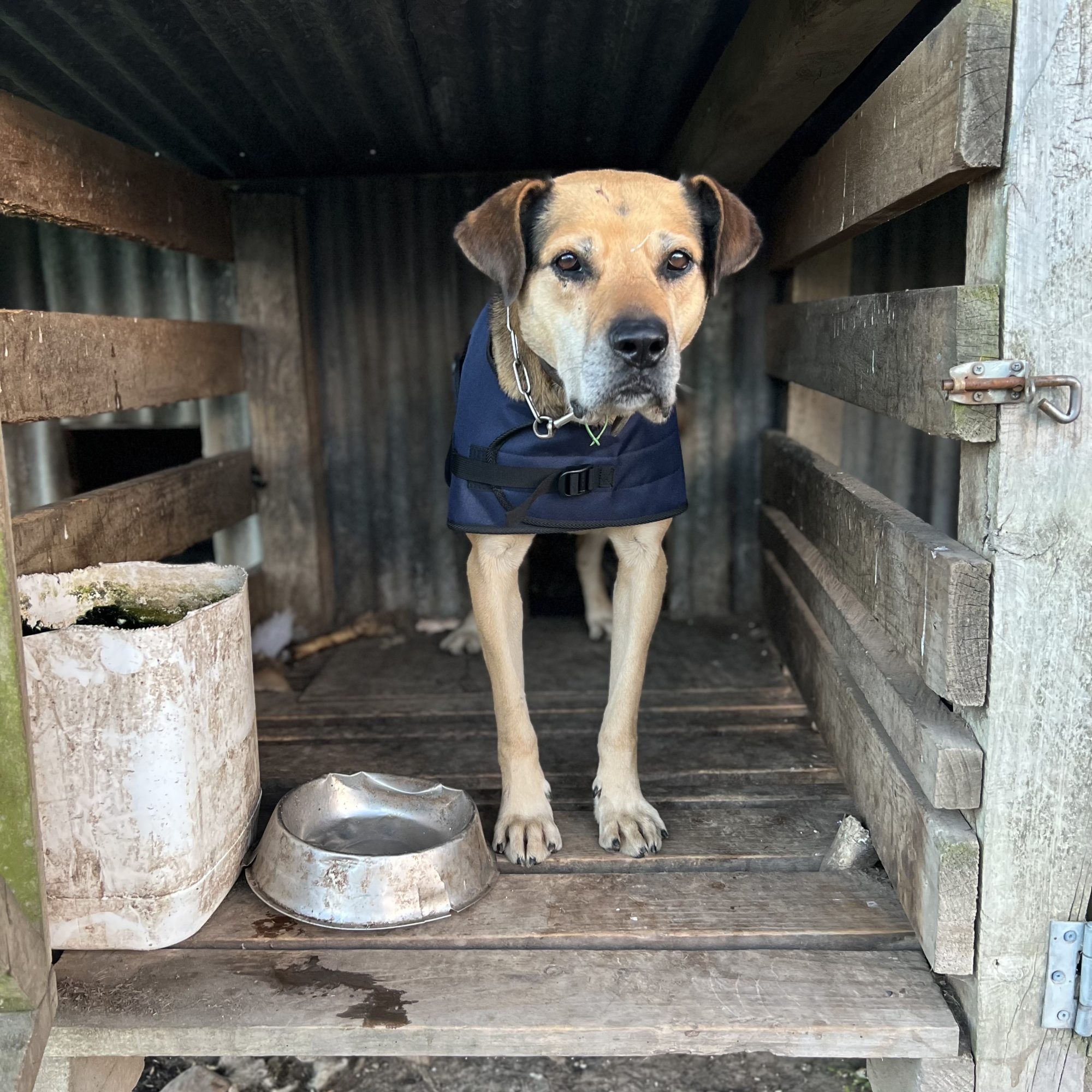 New Zealand Made - Waterproof Working Dog Jacket