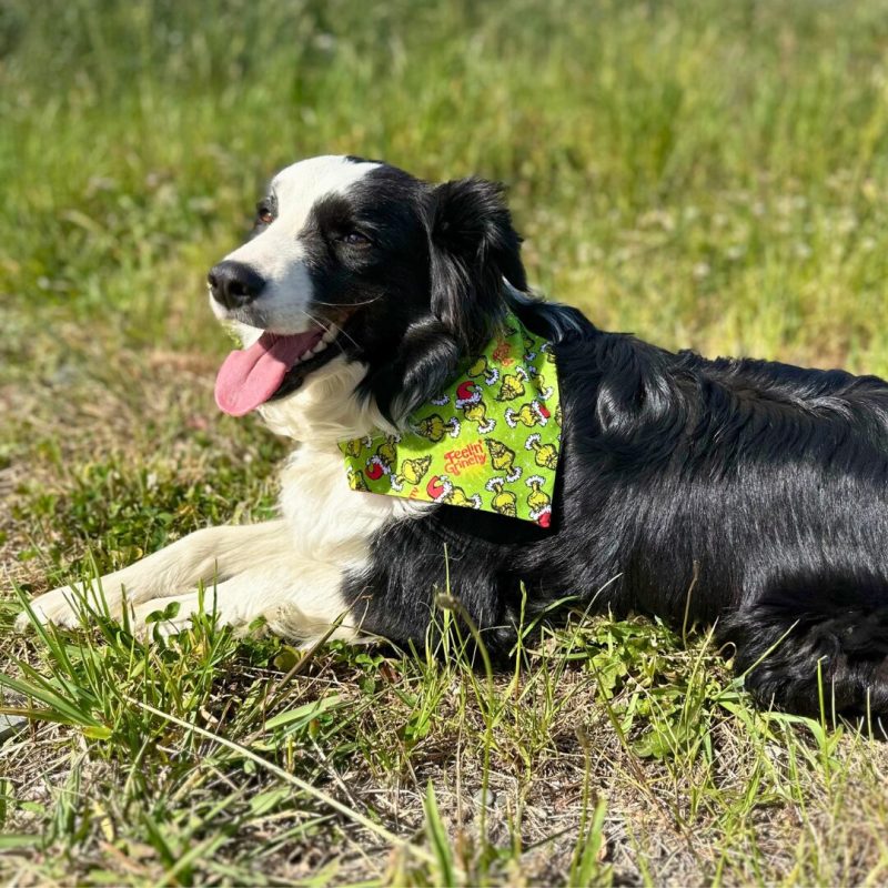 Reversible Pet Bandana - Image 42