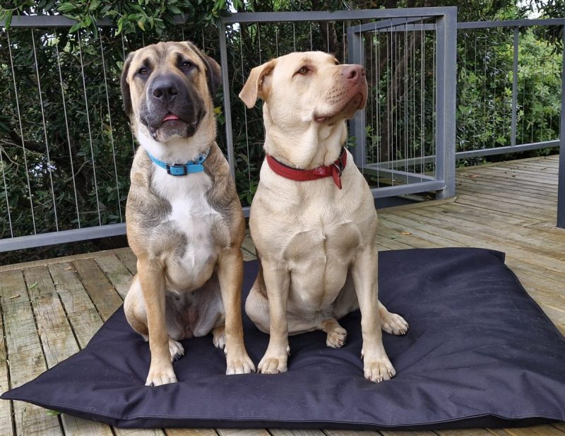 Tough Waterproof Dog Bed- X-Large (Wool Inner)